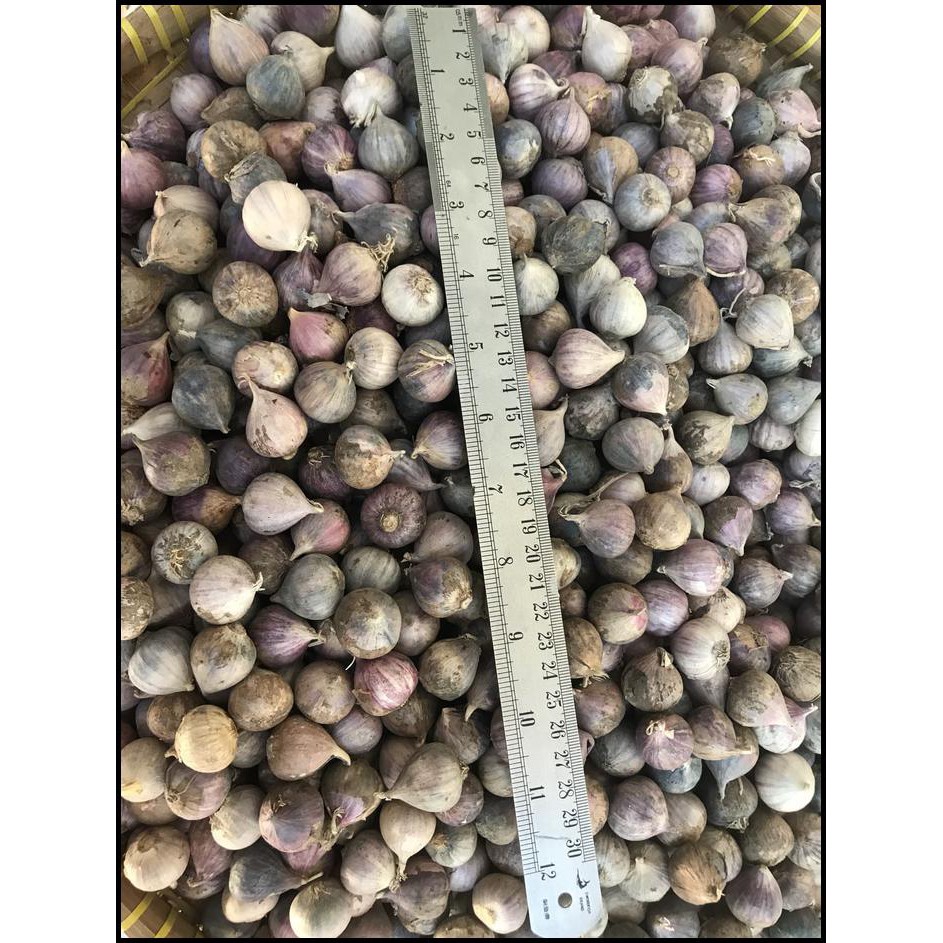 

TERBUKTI MANJUR BAWANG PUTIH TUNGGAL