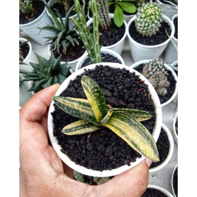 tanaman hias gasteria armstrongii varigata
