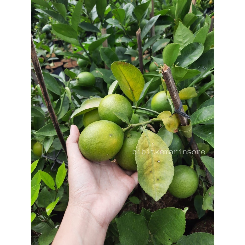 Bibit Tanaman Buah Jeruk Lemon California Kondisi Berbuah/Lemon Import Kondisi Berbuah