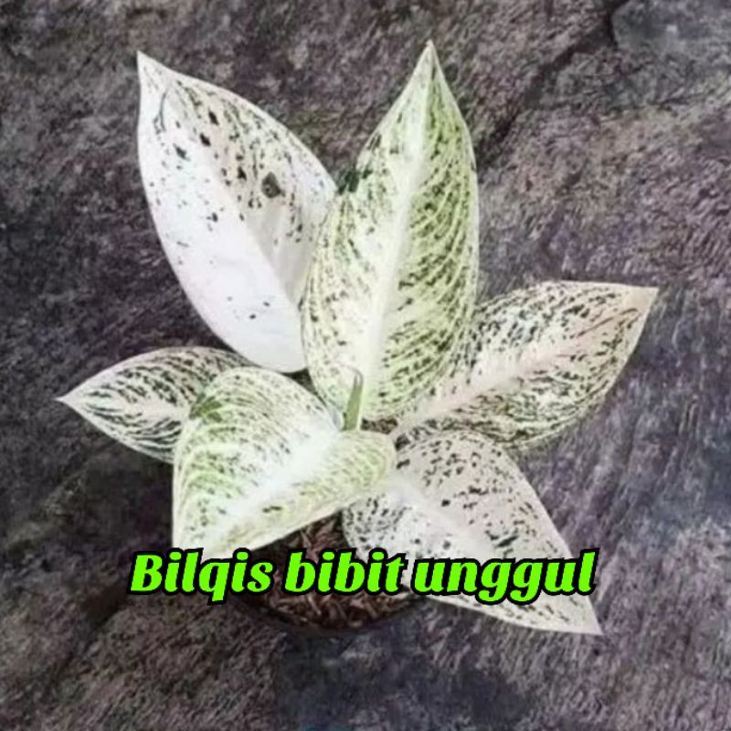Bunga aglonema legacy salju