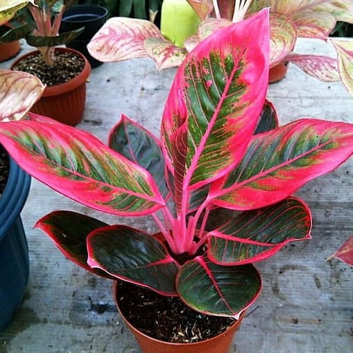 Tanaman Hias Aglonema Lipstik Khanza High Quality - Aglonema