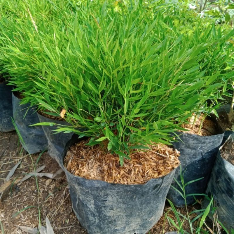 TANAMAN HIAS BAMBU JEPANG/ BAMBU MINI