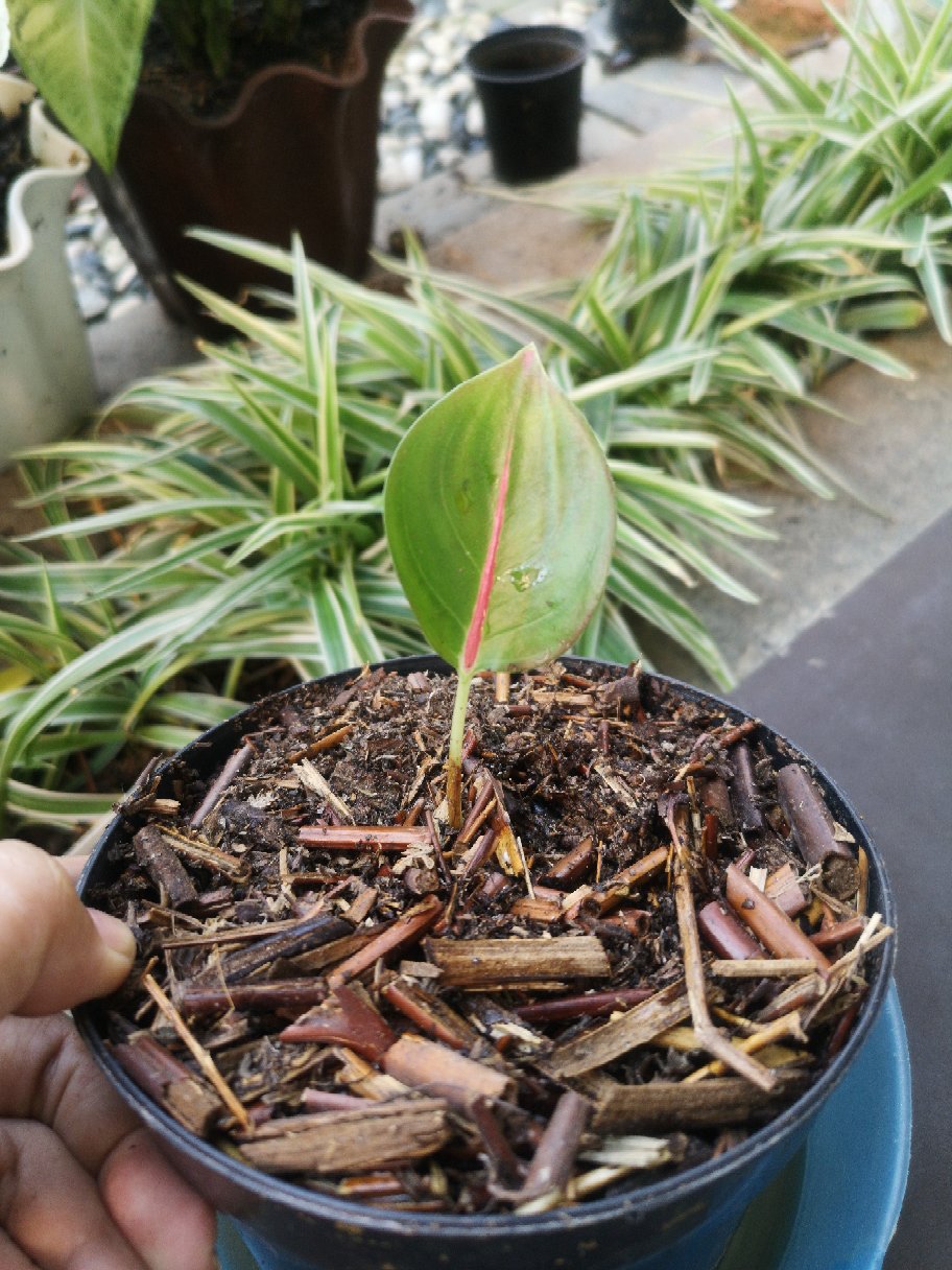 Suksom Jaipong Anakan/suksom Jaipong Bonggolan 2~3 Helai