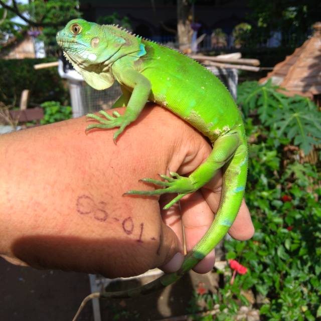 Green Iguana Colomb A1.1