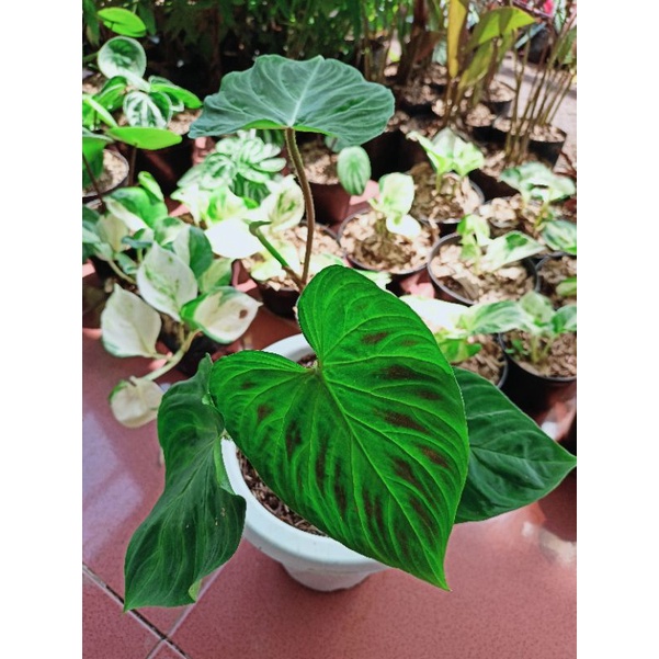Tanaman hias verucosum philodendron