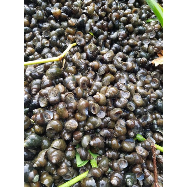 TUTUT MENTAH MURAAAH 8K/Kg