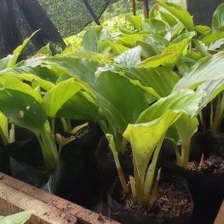 BIBIT KUNYIT HITAM KUNYIT HITAM ASLI KUNIR IRENG KAEMPFERIA PARVIFLORA