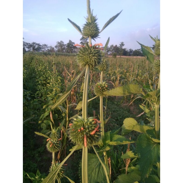 klip dagga leonotis nepetifolia(tanaman ekor singa)