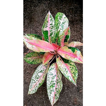 Promo Bunga aglonema paketan kak siok