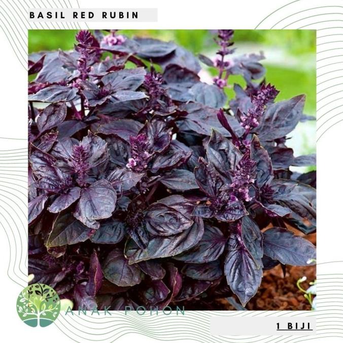 Benih Bibit Biji - Basil Red Rubin (Ocimum basilicum 'Purpurascens') (3 biji) ANPN62 Buru Order