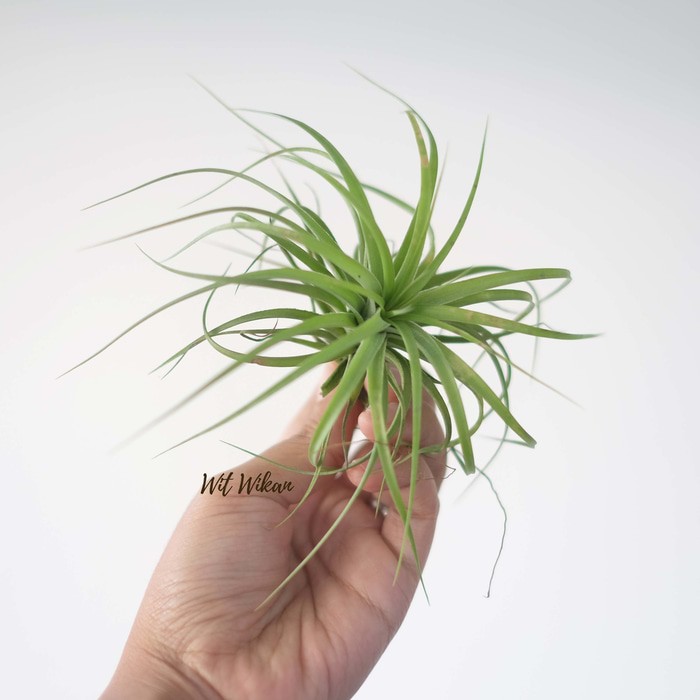 Tillandsia Stricta