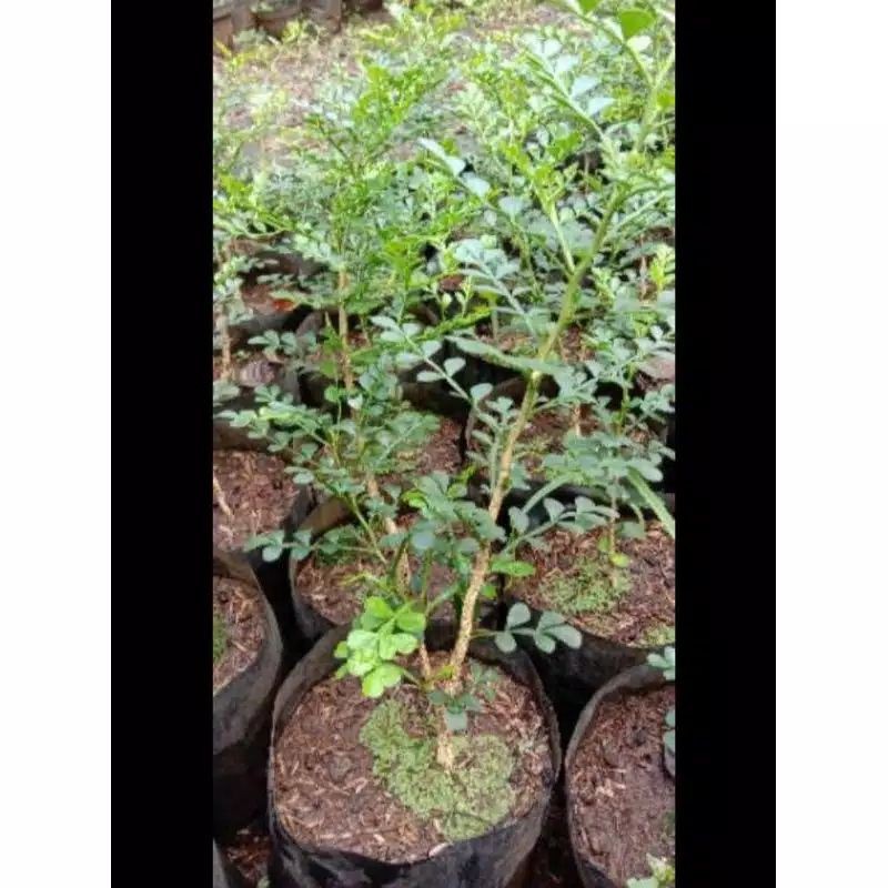 Bahan bonsai kawista batu