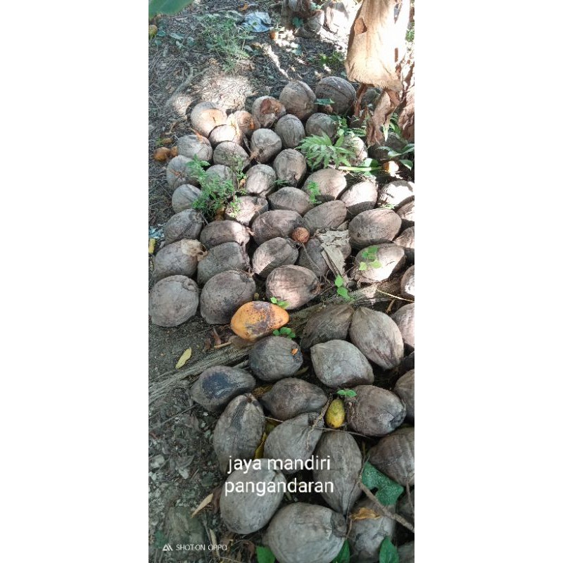 bibit kelapa genjah minion oren baru bertunas