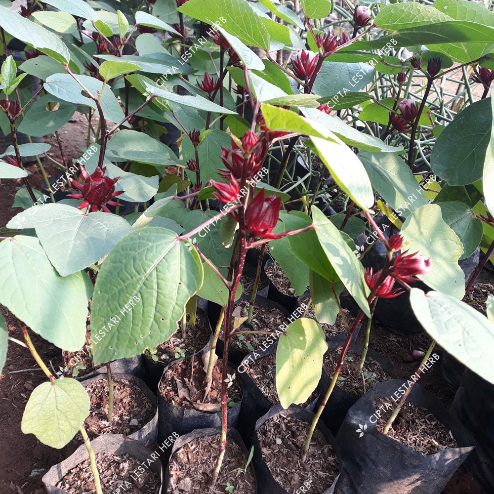 Rosella (bisa cod) - Bibit Tanaman Rosella Merah Bibit Tanaman Bunga Rosela Merah Pohon Rosella Hibiscus Sabdariffa