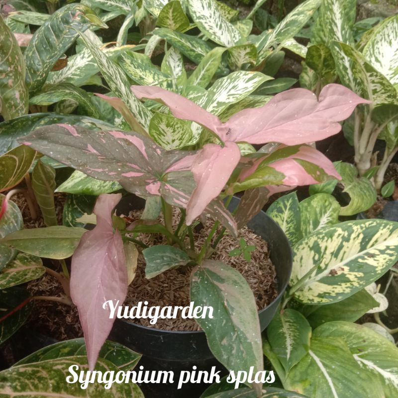 syngonium pink splash/tanaman hias syngonium pink splash/
