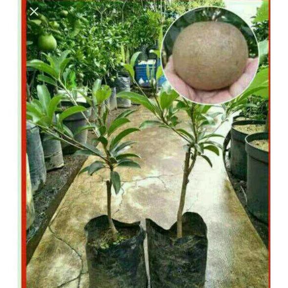 K0D Bibit Buah Sawo Jumbo Malaysia Berkwalitas