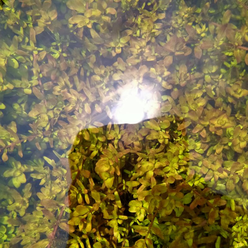 

Rotala cororata full air paket 50 btg