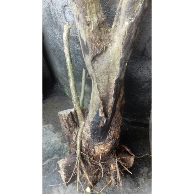 bahan bonsai wahong berkarakter tua