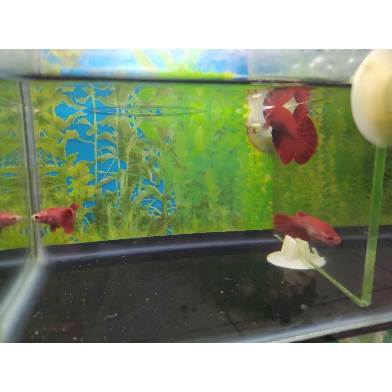 ikan cupang paketan 10 ekor plakat/halfmoon jantan