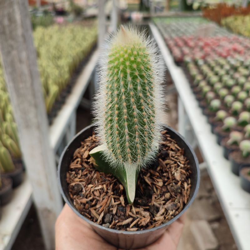 Grafting Cleistocactus (Ekor Tupai Hijau) | DP 10 Cm | Kaktus