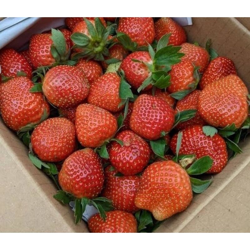 Jual Buah Strawbery Segar 1kg Buah Strawberry Bandung | Shopee Indonesia