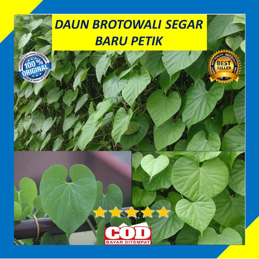 

Daun Brotowali Pohon Antawali Segar Fresh 30 Lembar
