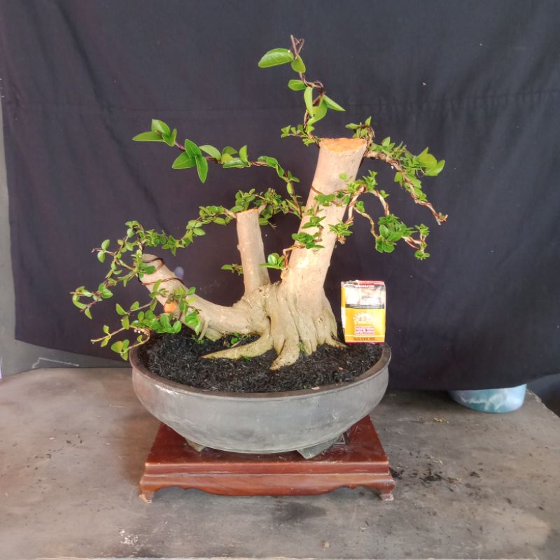 bonsai sancang bonggol besar..
