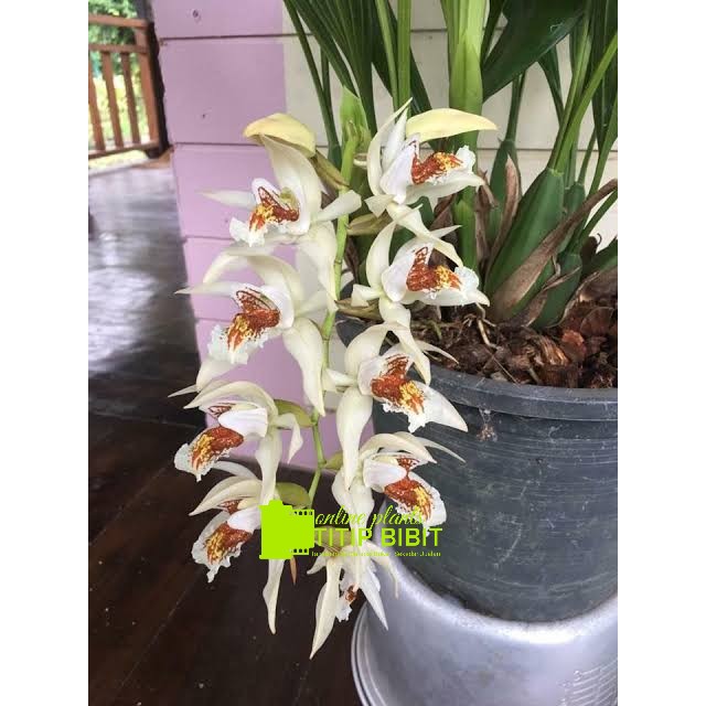 anggrek spesies coelogyne asperata