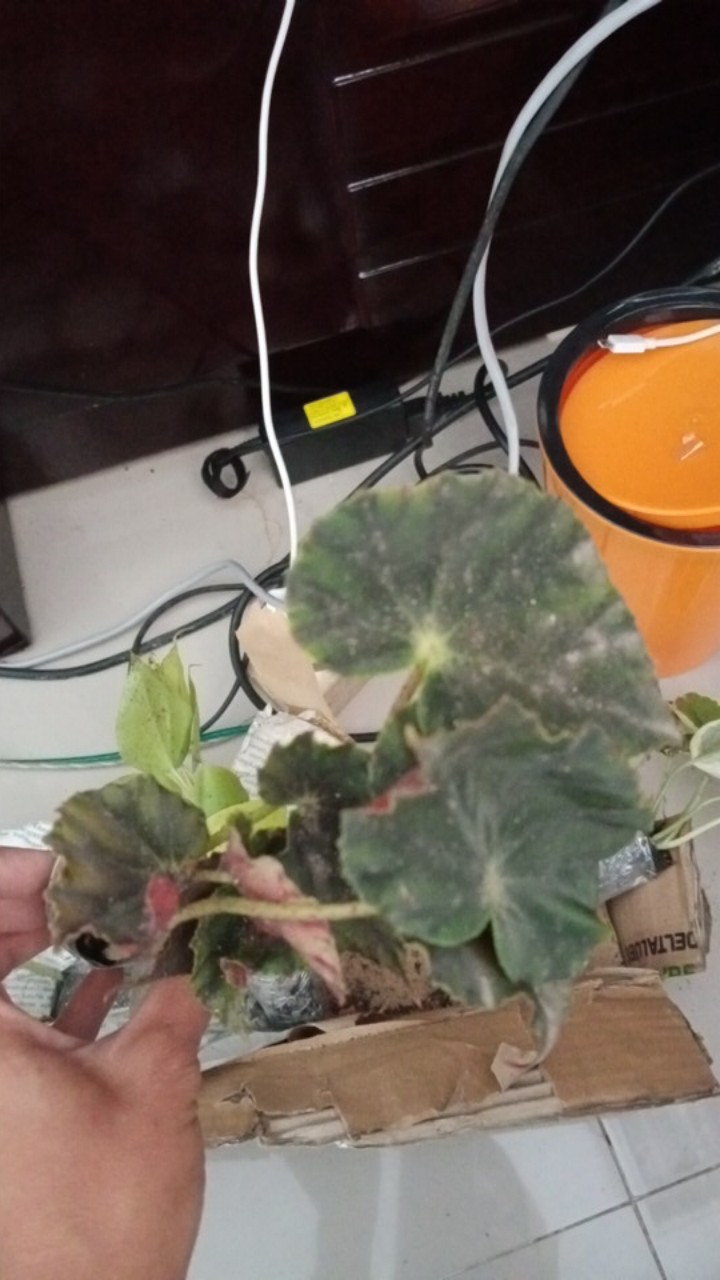 Begonia Tiger Tanaman Hias