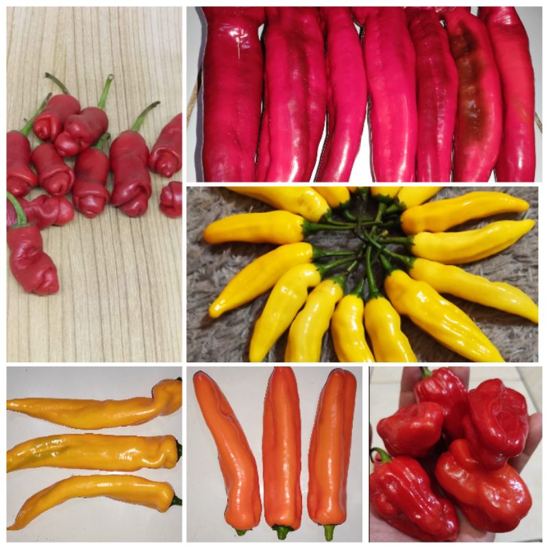 Paket Benih Cabai Raksasa Cabai Porno Cabai Katokkon