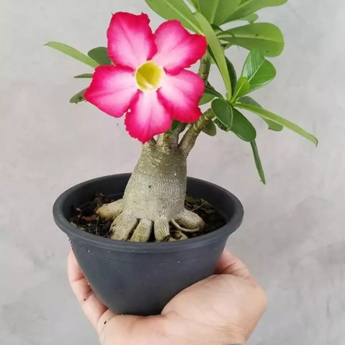 bibit tanaman adenium bunga merah Stek batang bedar kamboja jepang bonsai