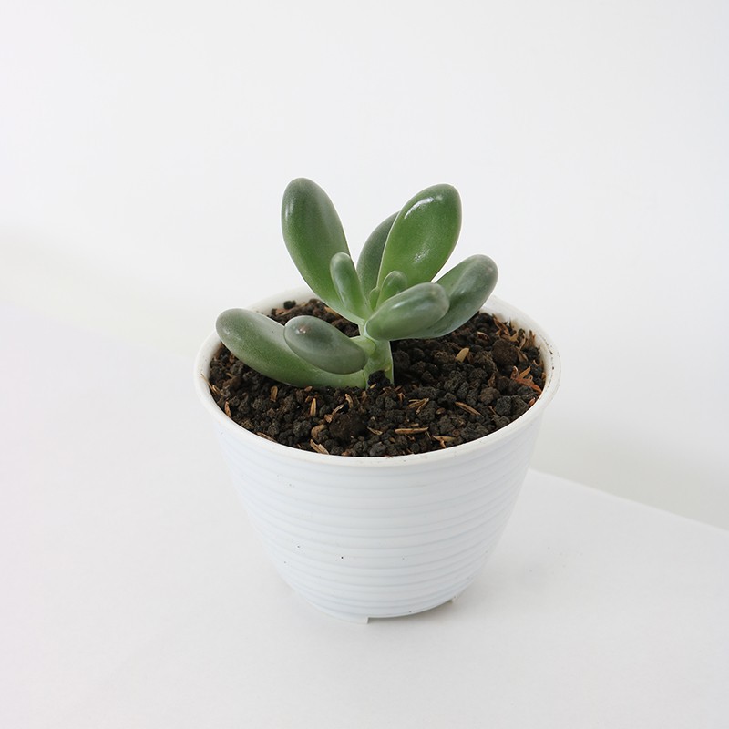 TANAMAN SUKULEN RARE