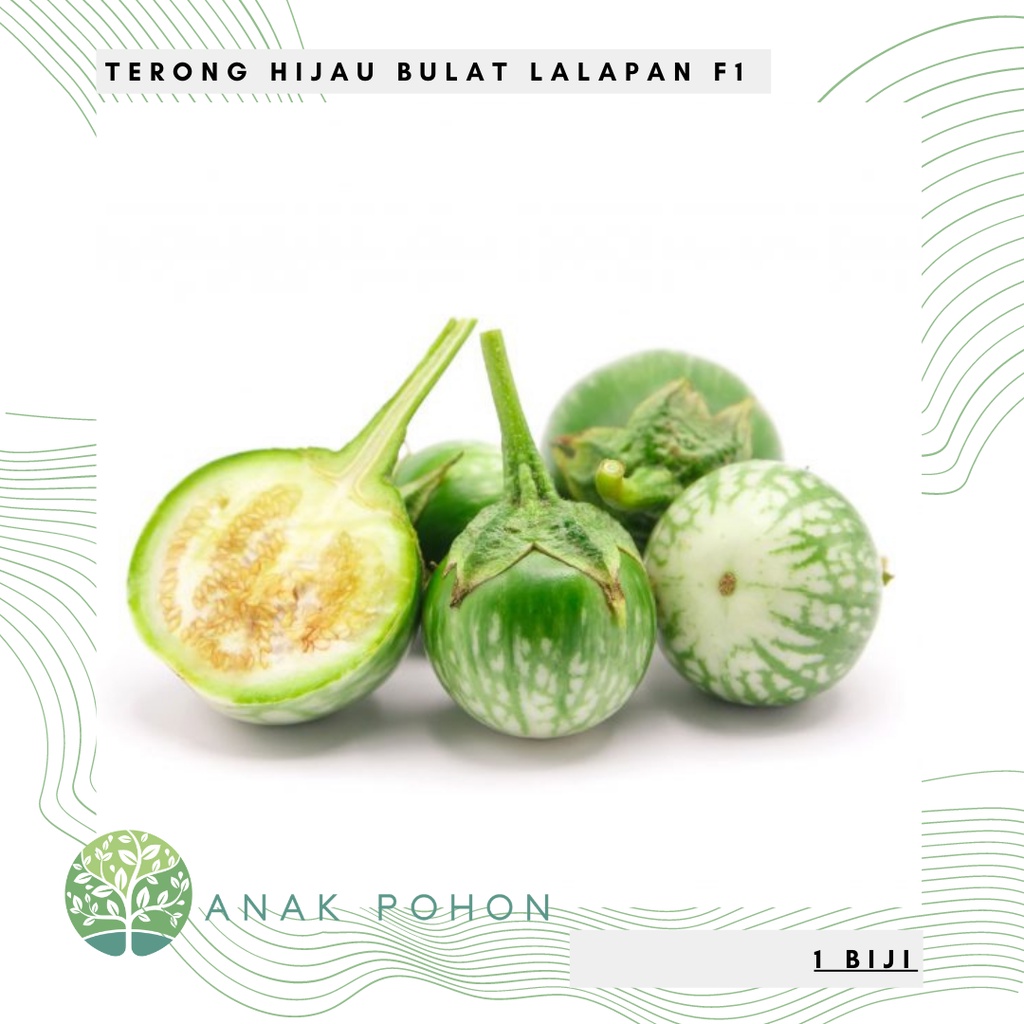 Benih Bibit Biji - Terong Hijau Bulat Lalapan F1 Seeds - Panen Dalam 50 Hari