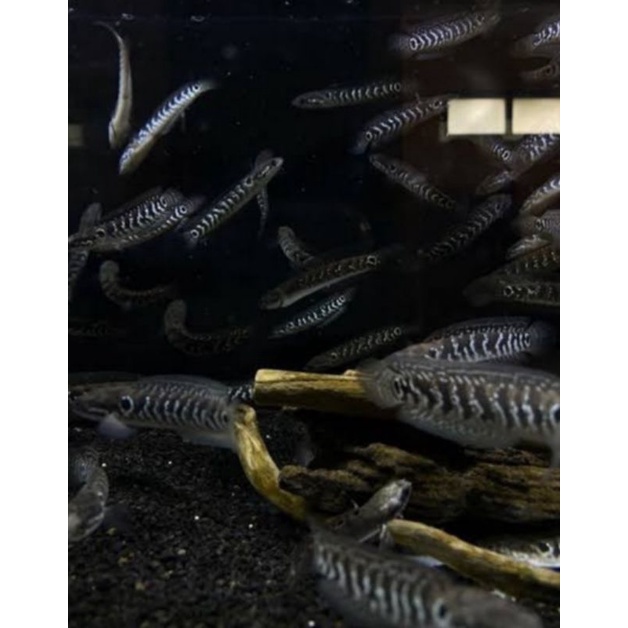 IKAN CHANNA ASIATICA WHITE SPOT PURE