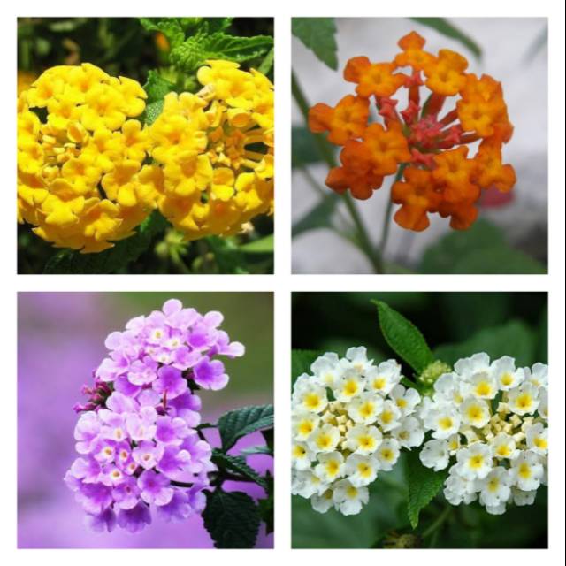 Tanaman Hias Bunga Lantana ungu putih kuning orange