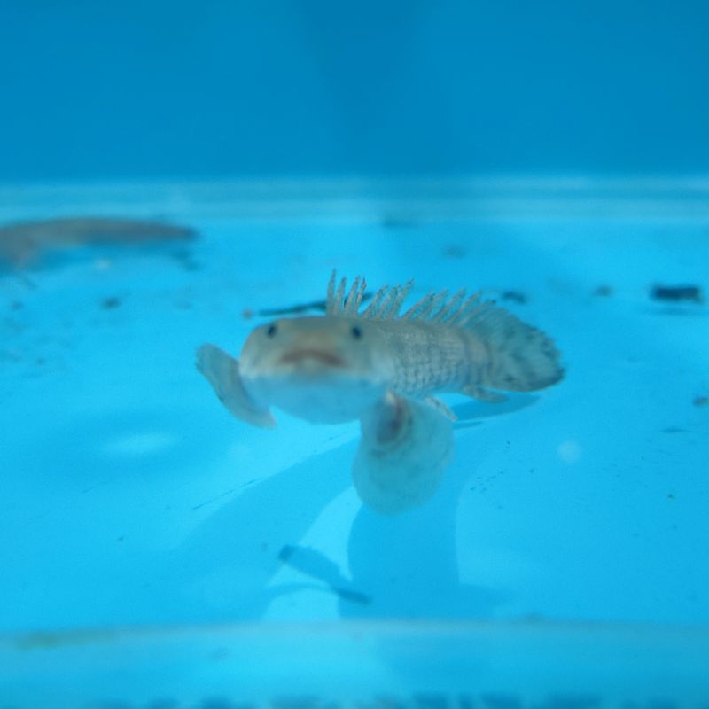 polypterus congicus palmas