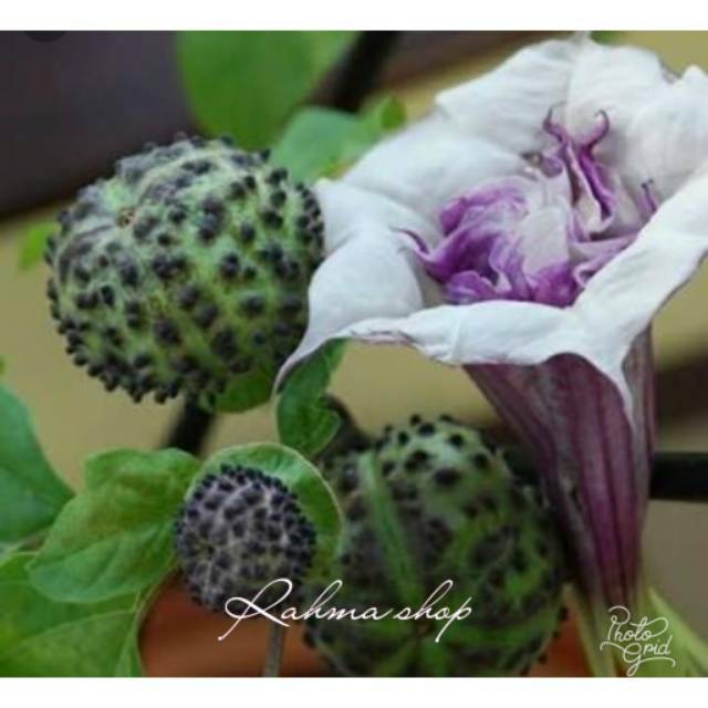 Buah Kecubung wulung segar 1pket isi 5buah.