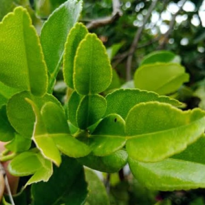 

New daun jeruk 30 gr