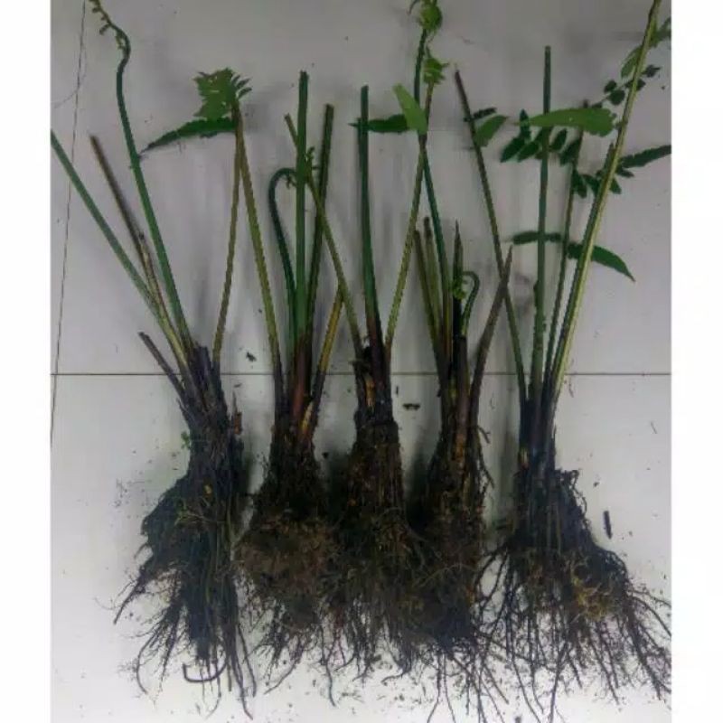 Bibit pakis sayur /tanaman pakis sayur