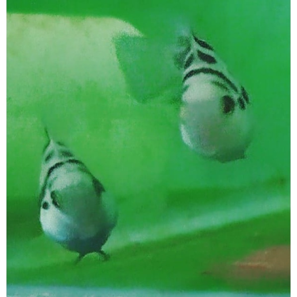 Ikan Convict Cichlid Polar Blue Parrot Pair Indukan Fix Proven Nelor