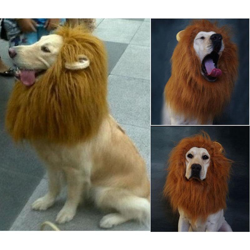 Bayar Di Tempat Aksesoris Hewan Wig Kucing Anjing Dengan Telinga