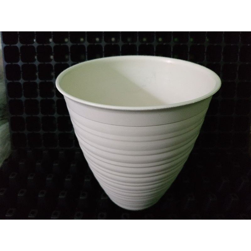 Pot Madu Tirus / Pot tirus Putih 12