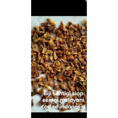 50 benih biji santigi mawar super