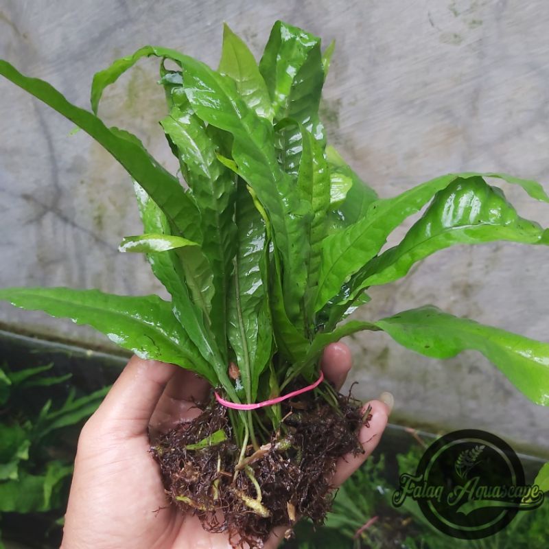 kadaka java fern aquascape (perikat)