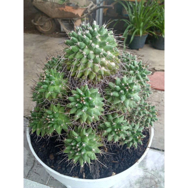 kaktus ownroot durian bangkok