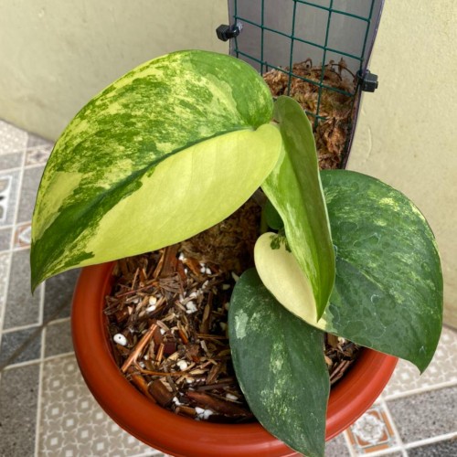 Scindapsus Jade Satin Varigata