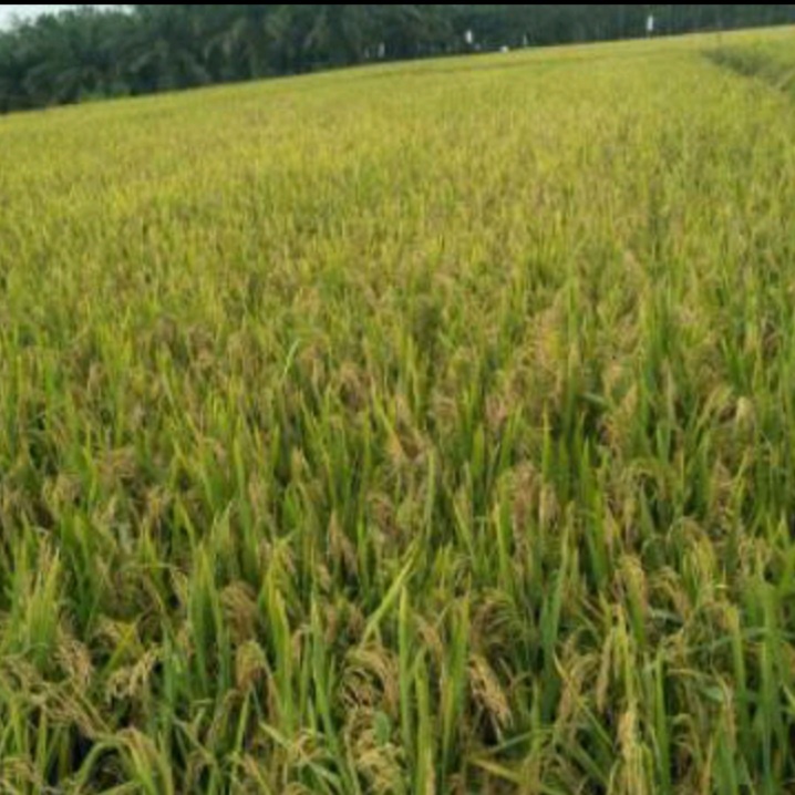 Promo Padi Inpari Sidenuk Super murah