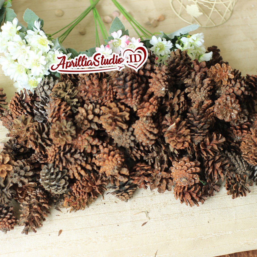 Bahan Kerajinan Untuk Dekorasi Rustic dan Craft BUAH PINUS ASLI