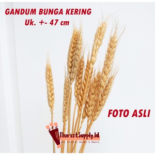  10 pcs Gandum Bunga  Kering  Import Premium Shopee  Indonesia