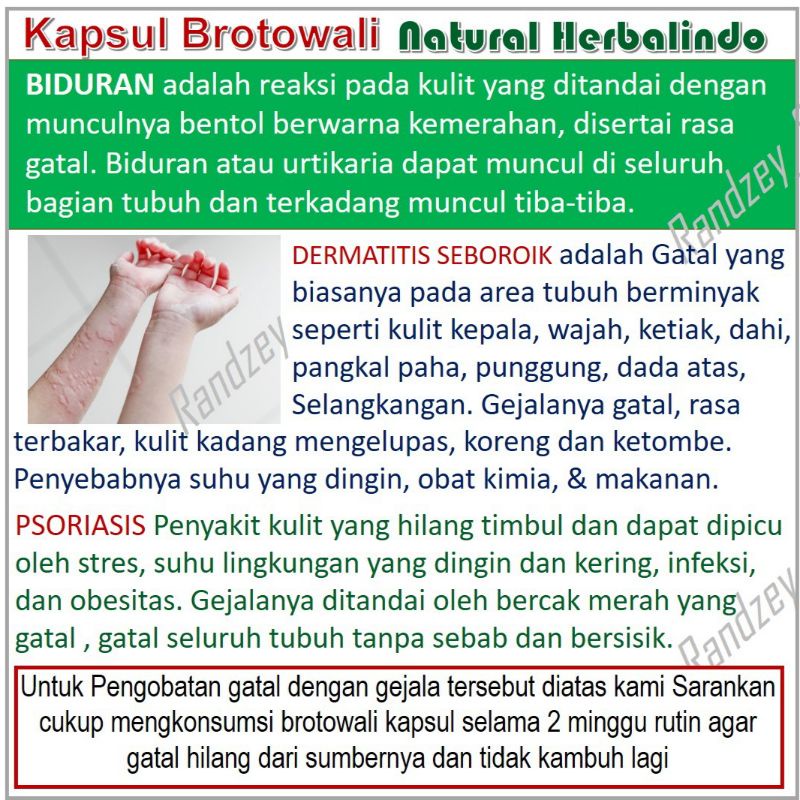 Brotowali obat gatal kulit eksim alergi biduran herbal daun jamu suplemen kesehatan isi 50 kapsul-3